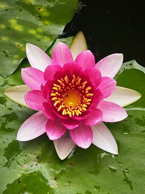 睡蓮為什麼不開花