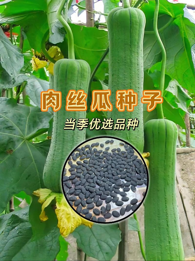 絲瓜籽可以種嗎