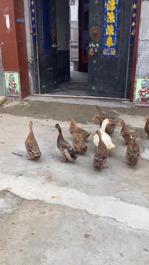 鴨子是群居動物嗎