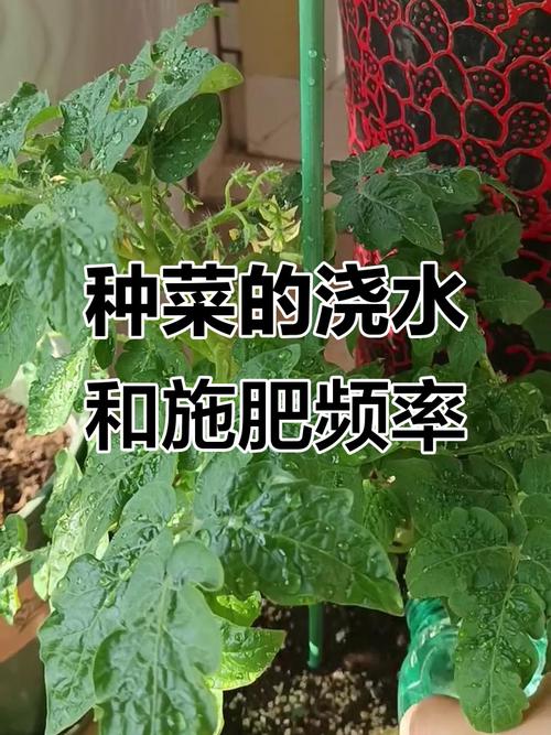 多久施肥一次