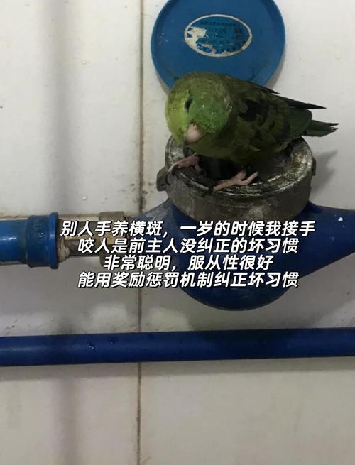 怎麼訓練鸚鵡不咬人