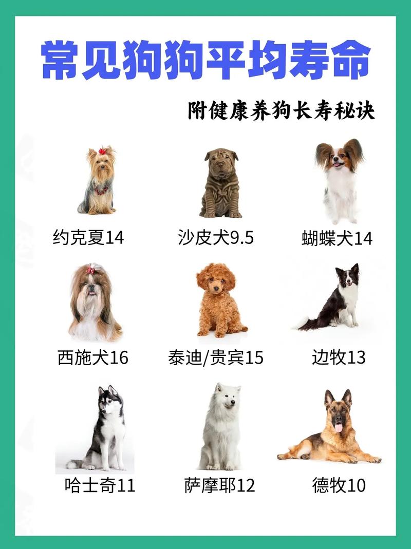 狗最久可以活幾年
