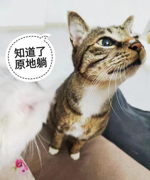貓喜歡人陪嗎