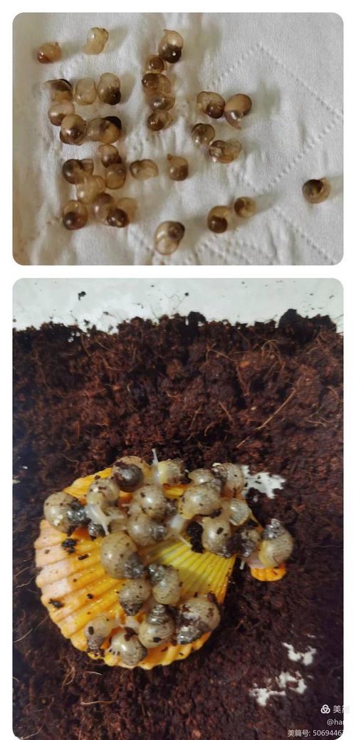 蝸牛怎麼長出來的