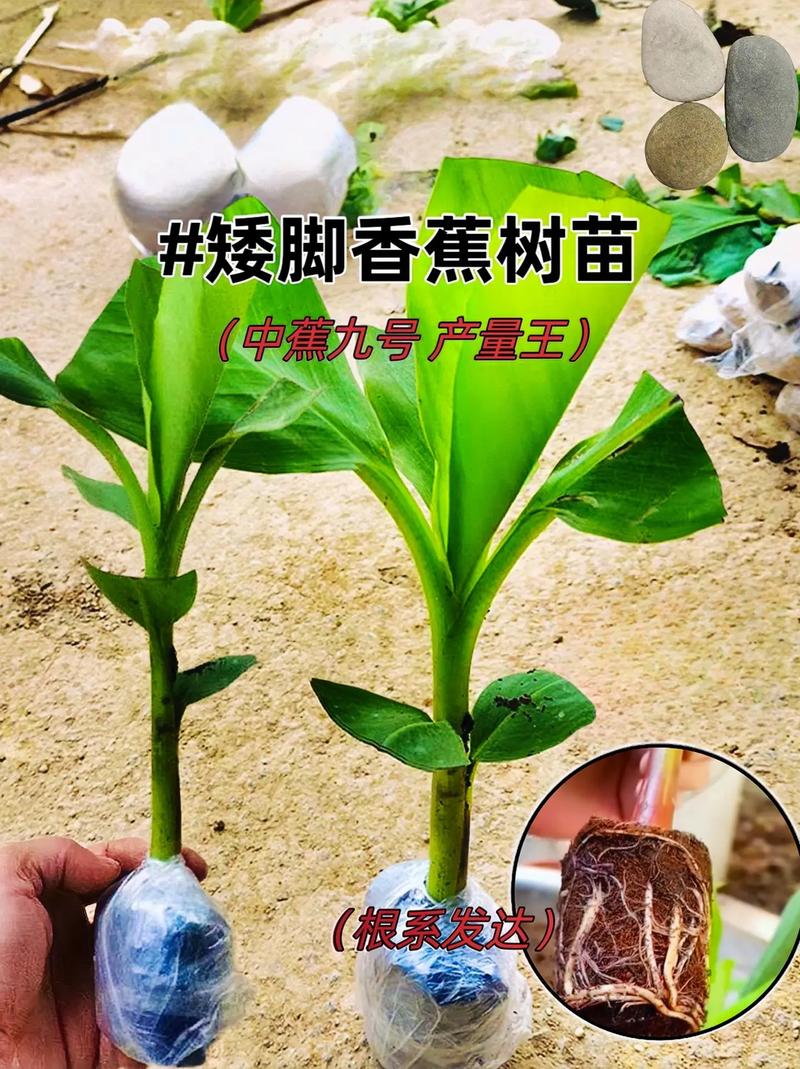 皇帝蕉寒涼嗎
