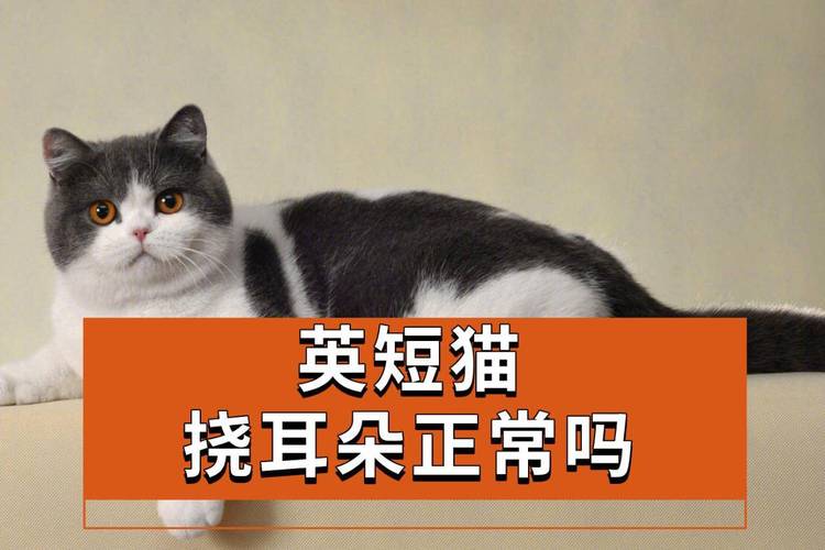 貓抓耳朵正常嗎