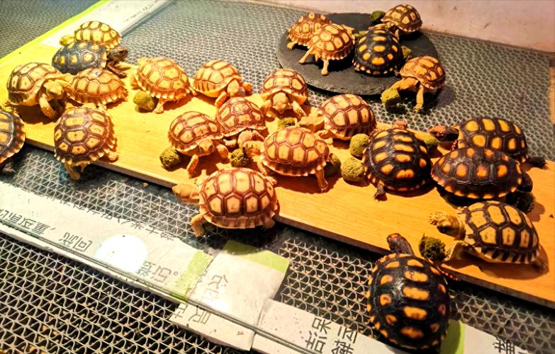 蘇卡達飼養