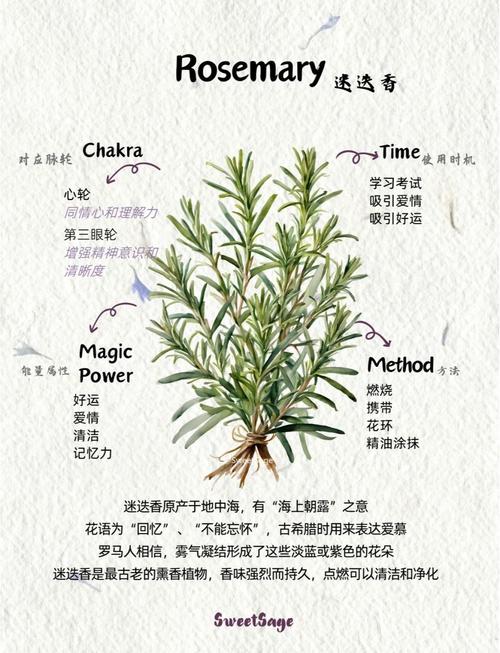 迷迭香怎麼保存