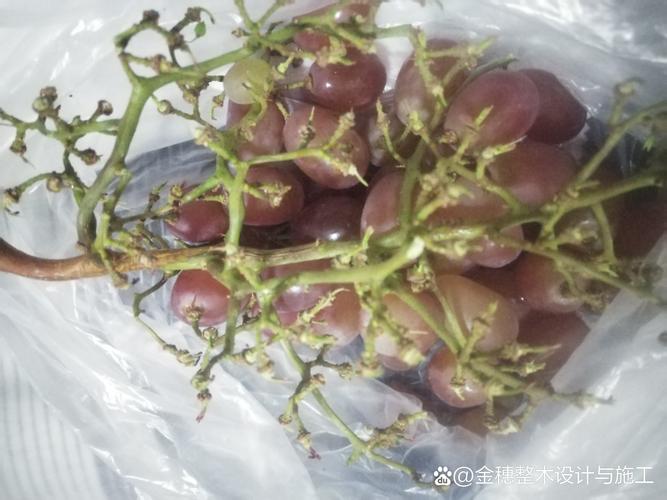 怎樣保存提子