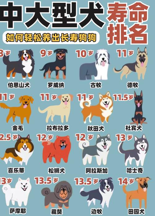 什麼狗壽命最長