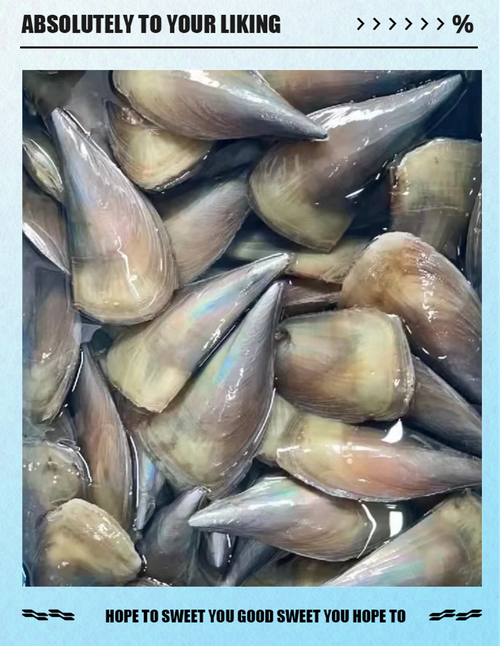 海灣帶子是什麼