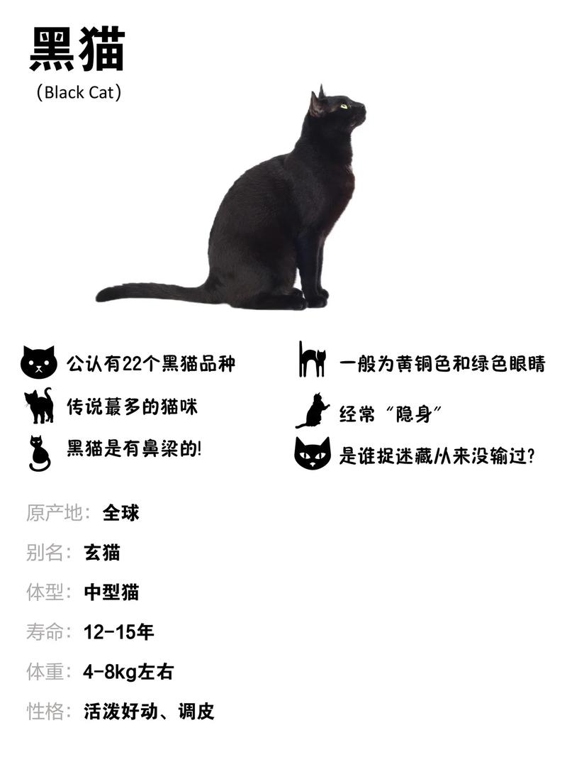 黑貓為何不能養