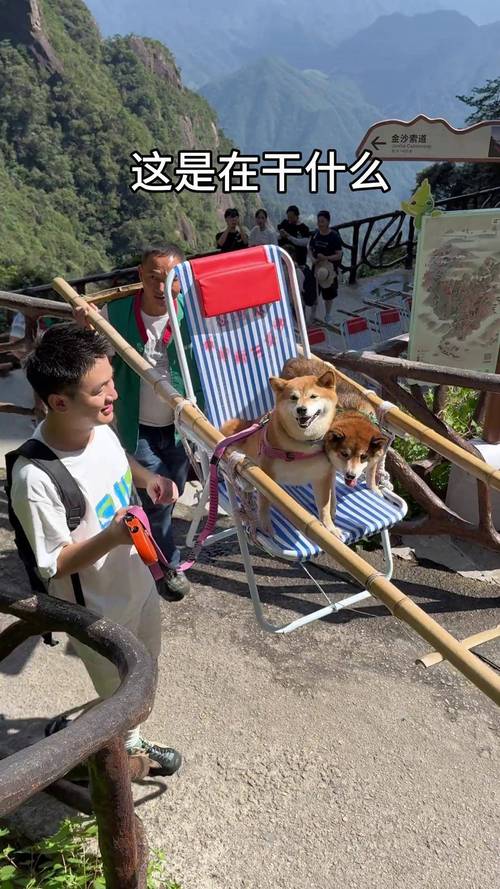 狗狗可以去合歡山嗎?帶毛孩挑戰高山前的必讀指南與注意事項 1 狗狗可以去合歡山嗎