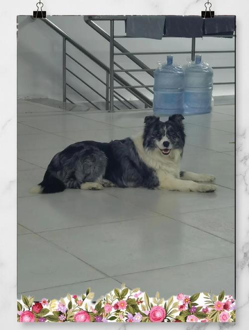 為什麼邊境牧羊犬那麼聰明
