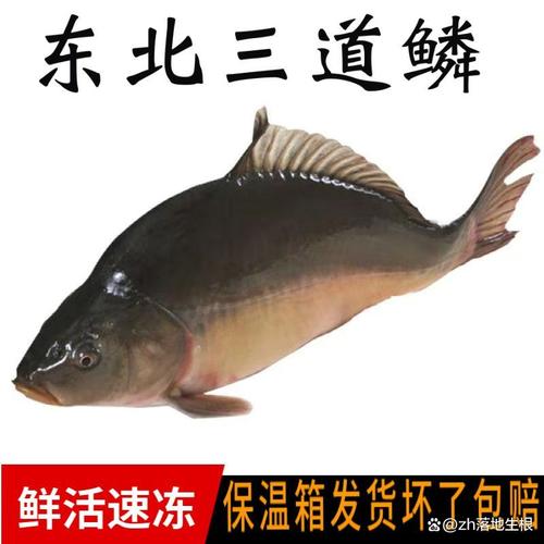 魚臭了可以吃嗎