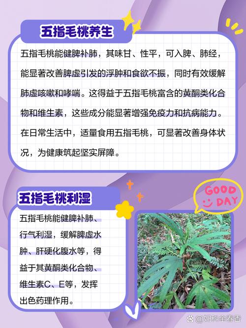 五指毛桃有什麼功效?深度解析這味廣東煲湯瑰寶的健康益處與應用 1 五指毛桃有什麼功效