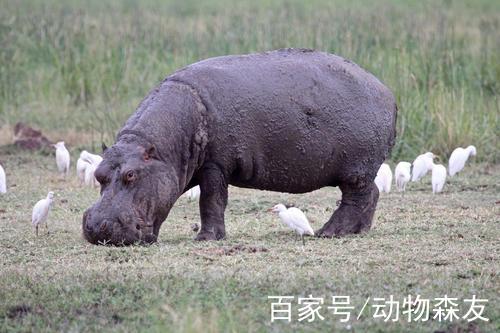 動物會流汗嗎