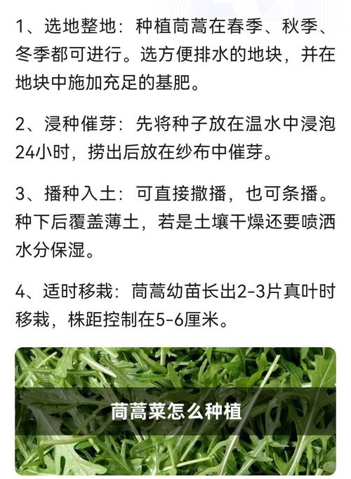 茼蒿怎麼種