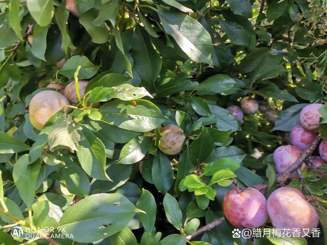 李子何時採收