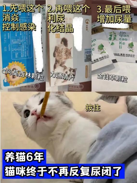貓可以吃阿莫西林嗎