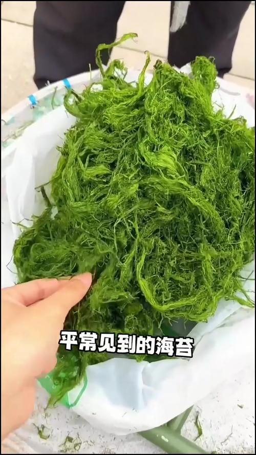 海苔什麼人不能吃