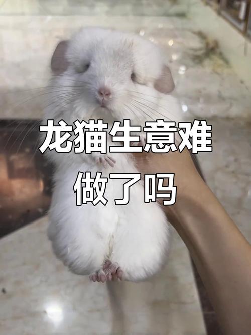 龍貓為什麼叫龍貓