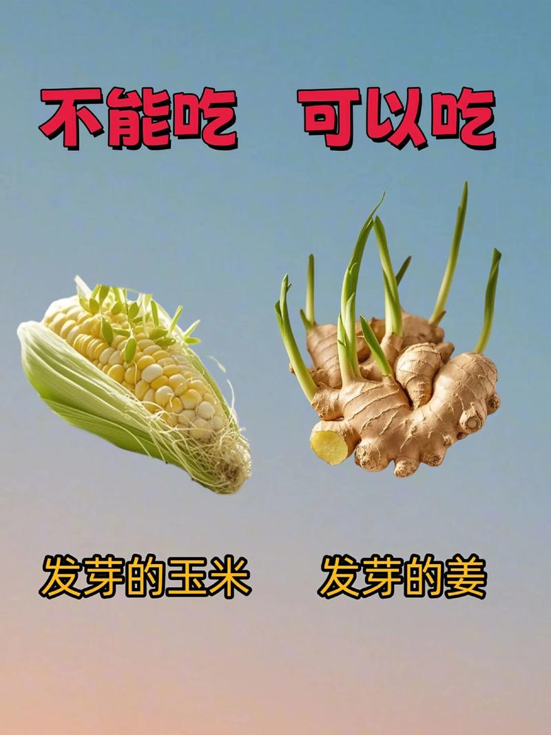 發芽了還能吃嗎