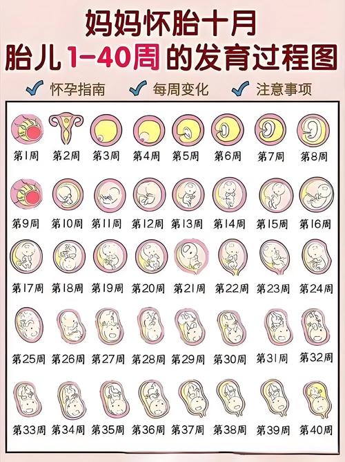 懷孕多少週見肚