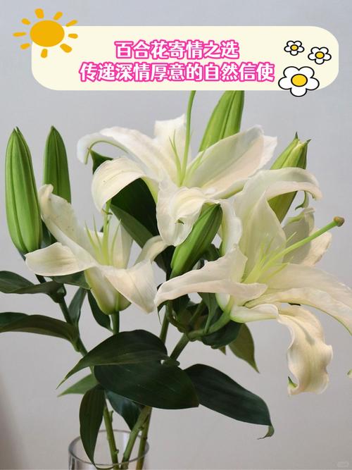 百合花象徵什麼:深度解析其豐富寓意與應用場景 3 百合花象徵什麼