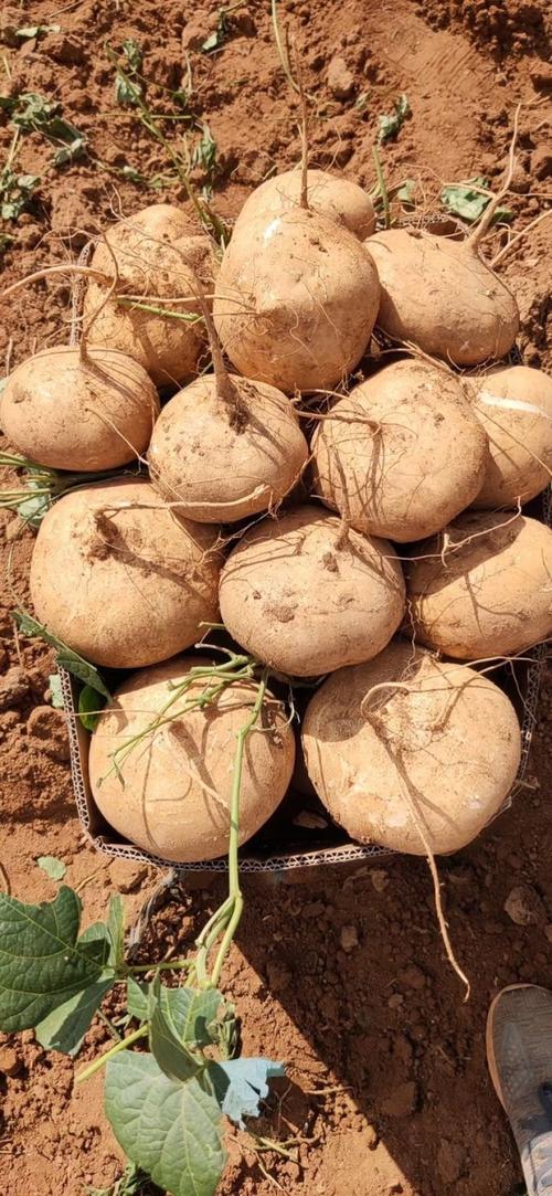 豆薯台灣叫什麼