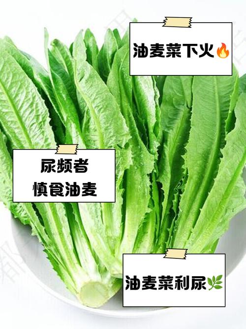 油麥菜寒涼嗎