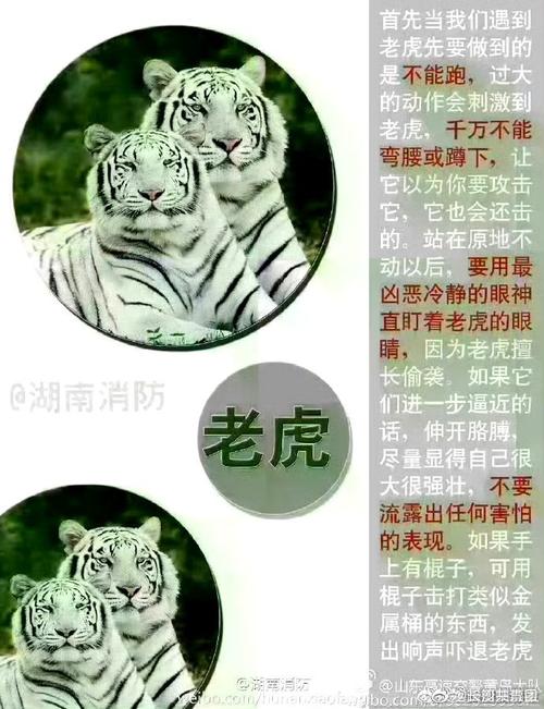 老虎會咬主人嗎