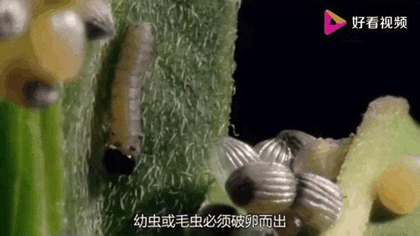 毛毛蟲變蝴蝶:生命的奇蹟蛻變,探索成長與轉化的深層奧秘 3 毛毛蟲變蝴蝶