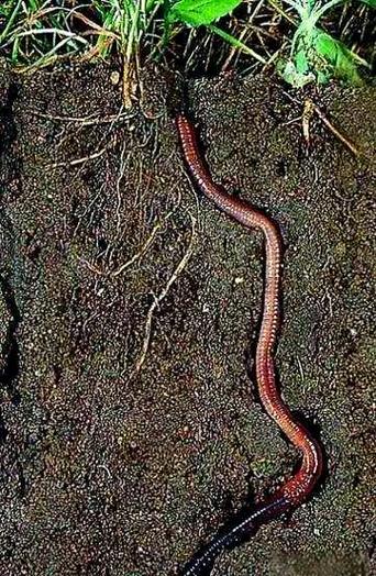 鴨巢內無隔夜的蚯蚓:從零和博弈到高效永續經營的智慧實踐 3 鴨巢內無隔夜的蚯蚓