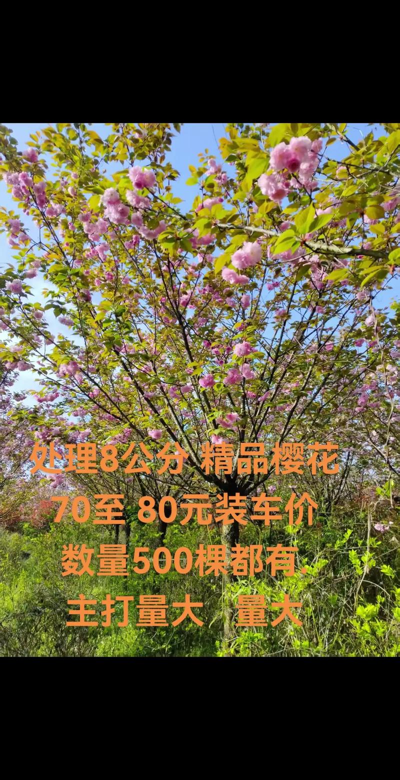 櫻花是寶佳嗎