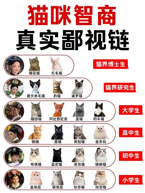 貓智商幾歲