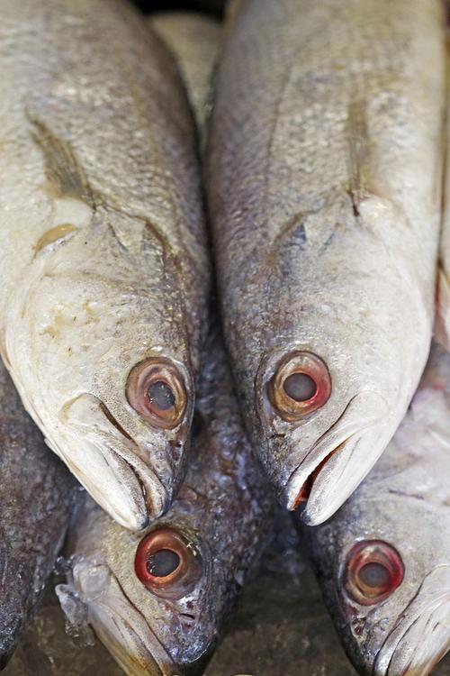 黃花魚是淡水魚嗎