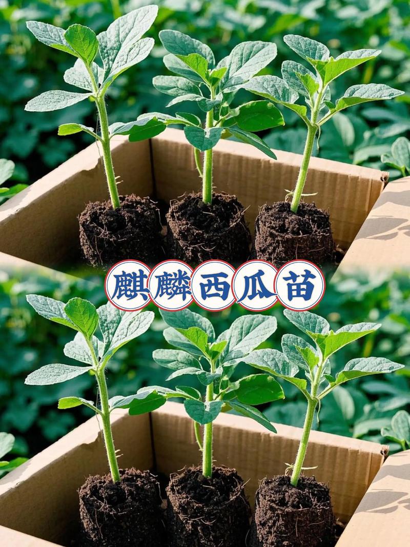 西瓜種在土裡嗎