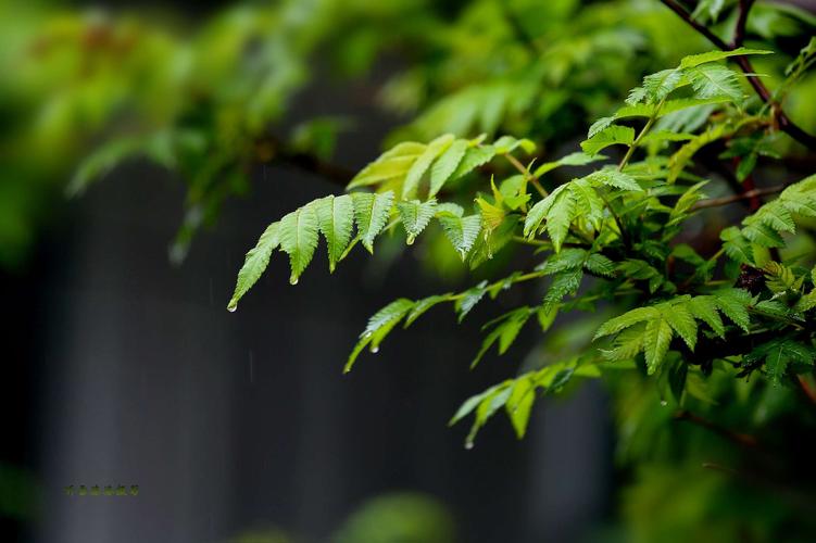 為什麼傳訊息是綠色的