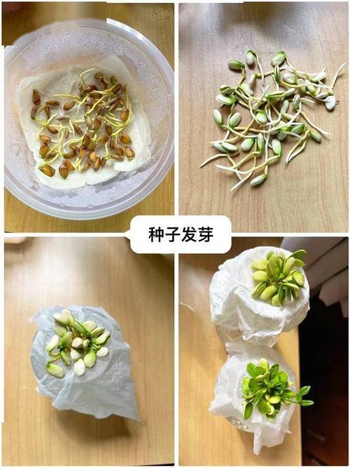 橘子種子多久發芽