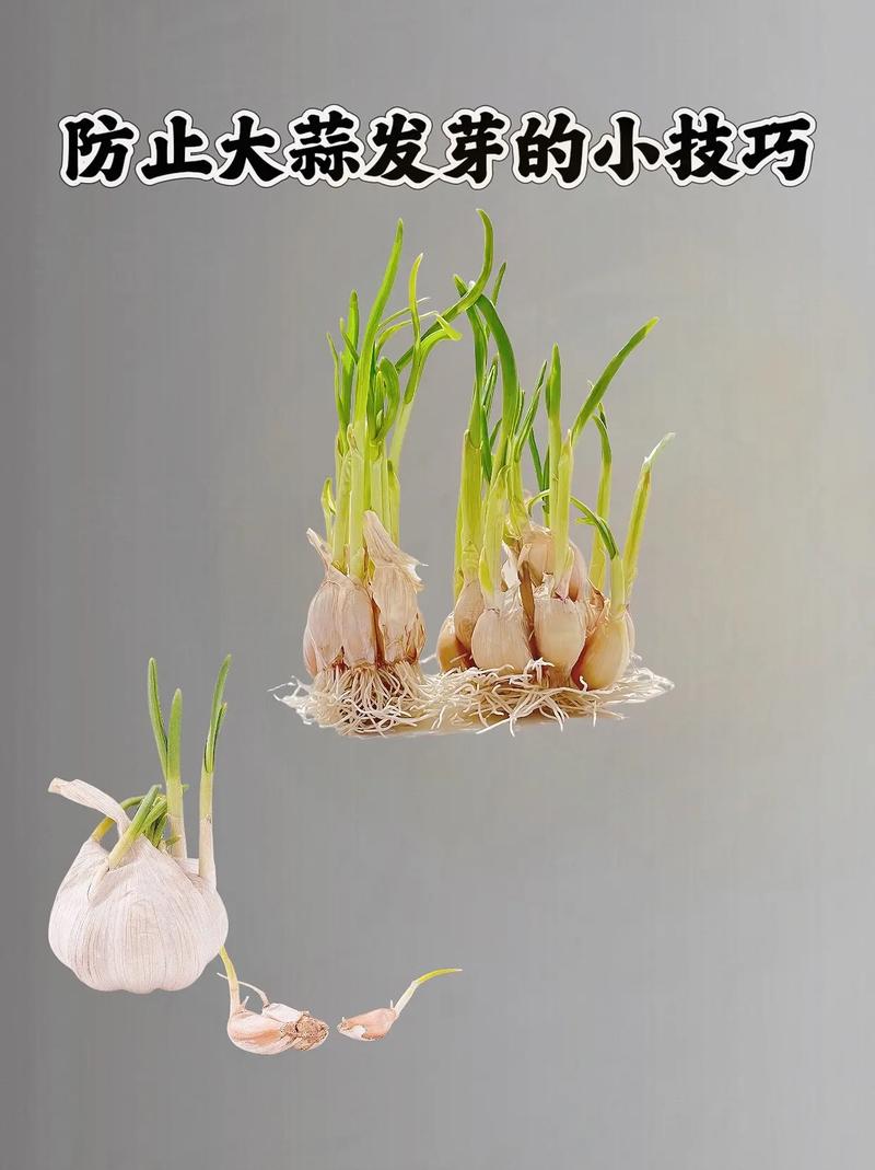 蒜頭出牙還可以食嗎?揭秘發芽蒜頭的食用價值與保存妙招 3 蒜頭出牙還可以食嗎