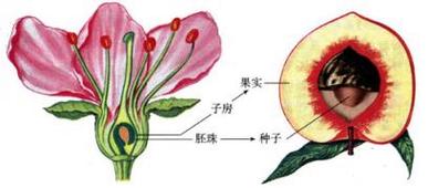 子房會變成什麼