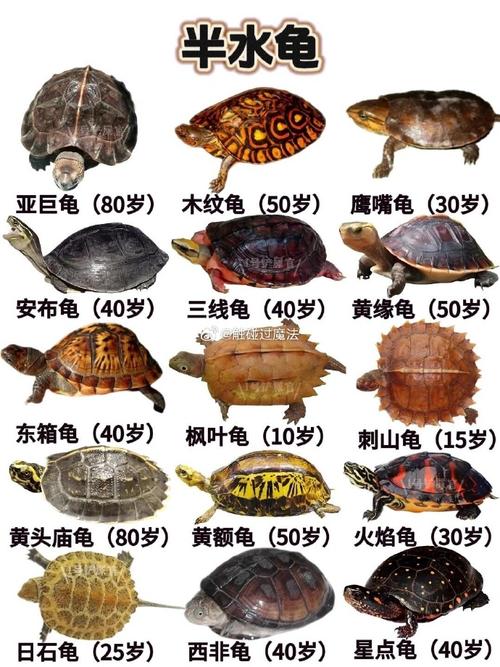 水龜伯有什麼料