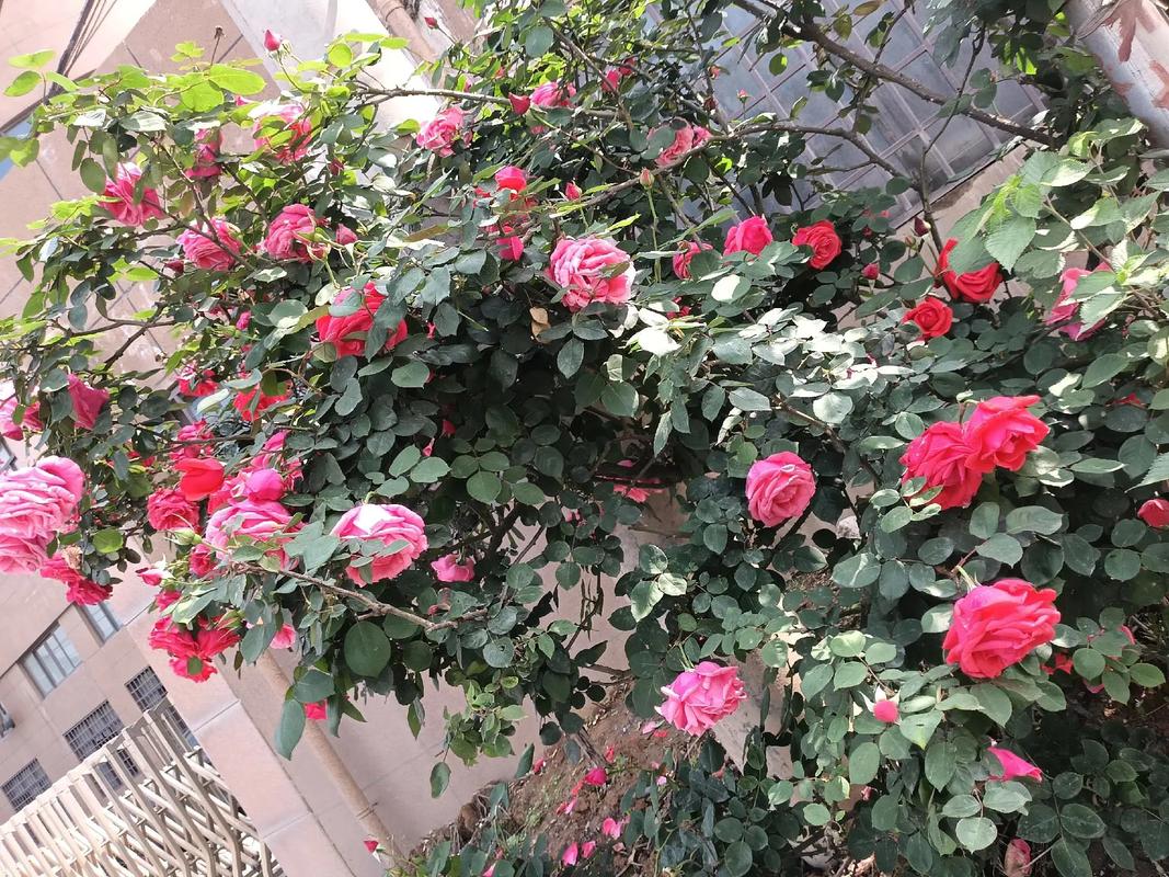未夠一年有花紅嗎
