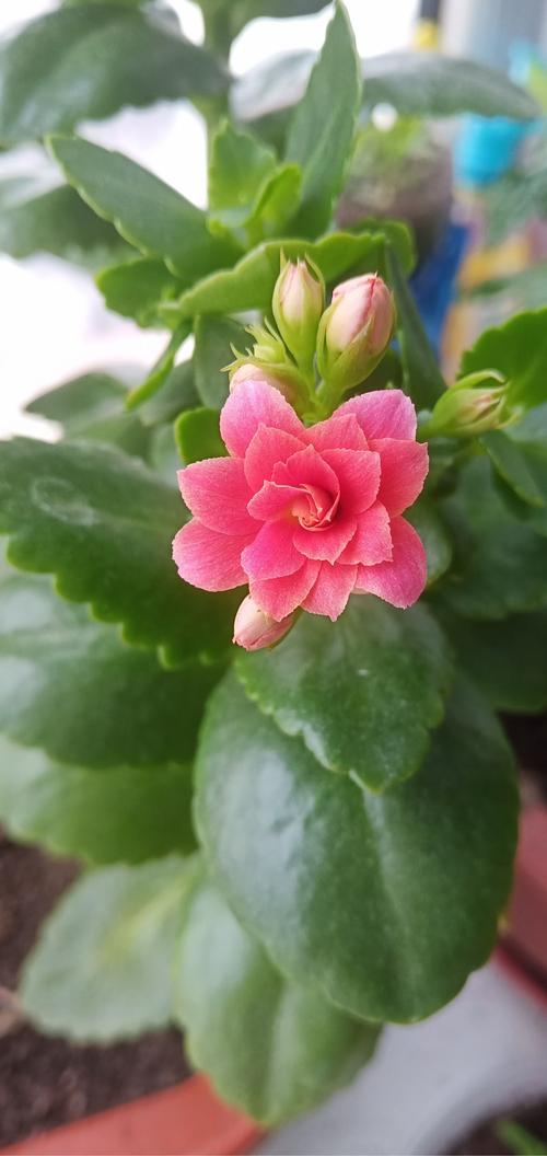 多肉植物開花