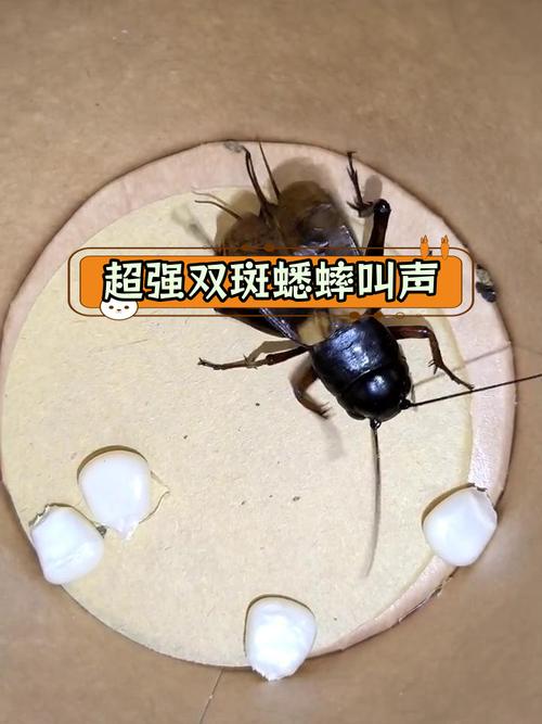 蟋蟀是怎麼發出聲音的
