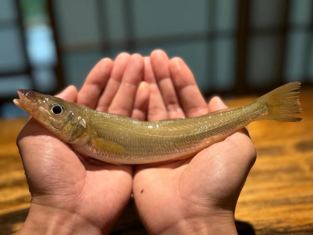 鮣魚能吃嗎