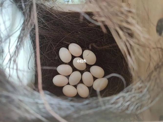 文鳥生幾顆蛋