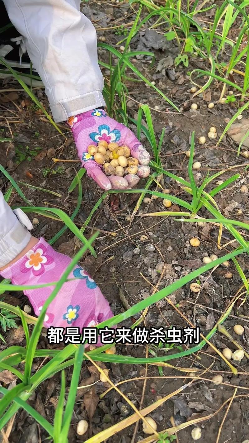 苦楝油可以殺跳蚤嗎