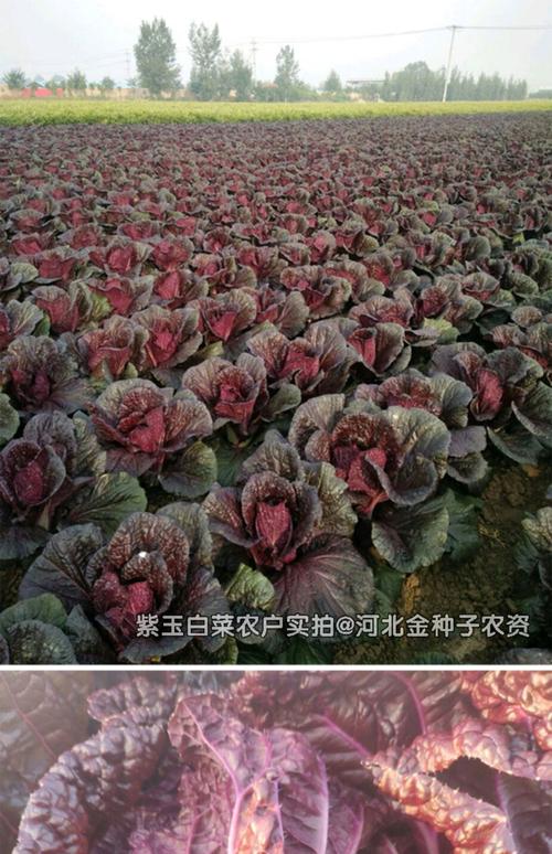 進口白菜